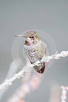 Perching Rufous Hummingbird