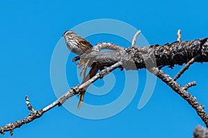 Perching Song Sparrow