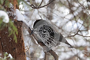 Perching Spotted nutcracker in winter forest