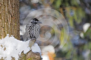 Perching Spotted nutcracker in winter forest