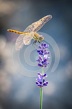 Perching Sympetrum Dragonfly on Lavender