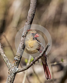 Perching is a tree a female northern cardinal looks over her territory.