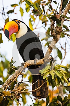 Perching Wild Toco Toucan with Head Tilted