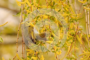 Perching Wood Warbler at flowering willow in spring