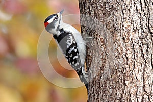 Perching Woodpecker