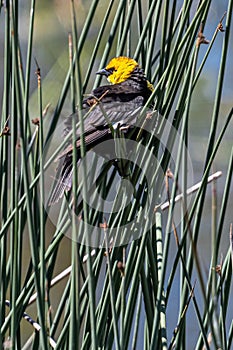 Perching Yellow-headed Blackbird