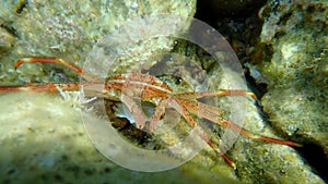 Percnon gibbesi, Sally Lightfoot crab, nimble spray crab.