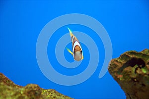 Percula Clown Fish photo