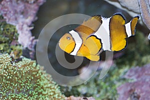 Percula Clownfish photo