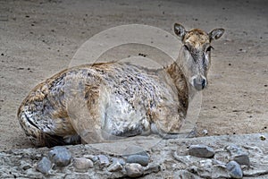 Pere David deer portrait