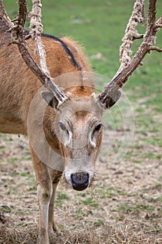 Pere David's Deer photo