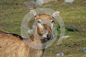 Pere David`s deer