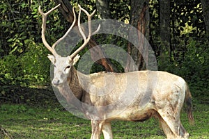 Pere David`s deer