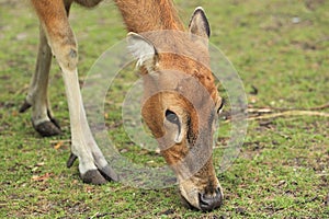 Pere David's deer photo