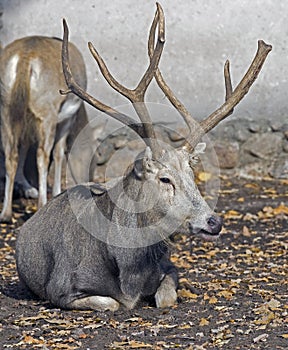 Pere David`s deer 6