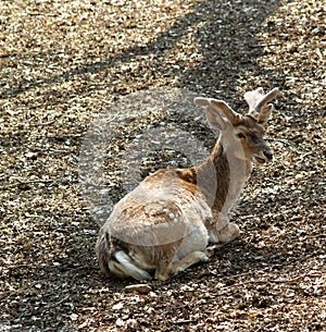 Pere DavidÃÂ´s deer photo