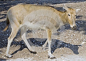 Pere David`s deer 9