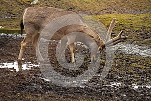 Pere David\'s deer (Elaphurus davidianus