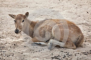 Pere David`s deer Elaphurus davidianus