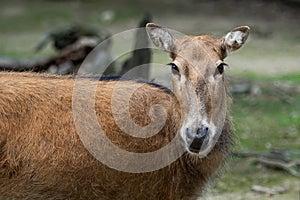 Pere David`s deer Elaphurus davidianus, also known as the milu