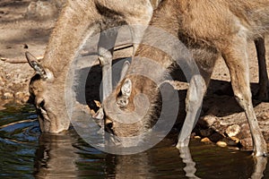 Pere David`s deer Elaphurus davidianus