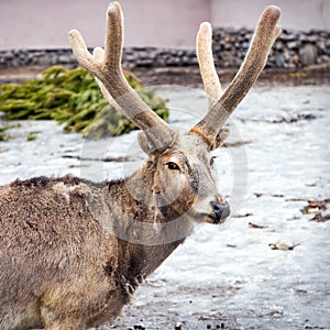 Pere David's deer photo