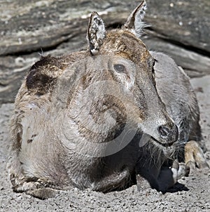 Pere David's deer female 1