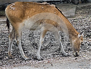 Pere David's deer female 2