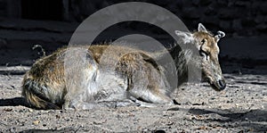 Pere David`s deer female on the ground 2