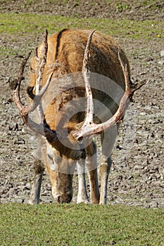 Pere David`s deer, a large male specimen with growing horns