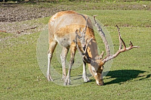 Pere David`s deer, a large male specimen with growing horns