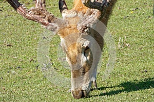 Pere David`s deer, a large male specimen with growing horns