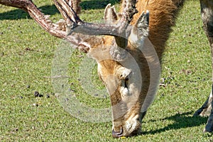 Pere David`s deer, a large male specimen with growing horns