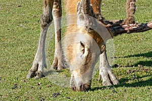 Pere David`s deer, a large male specimen with growing horns