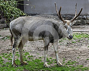 Pere David`s deer male 10