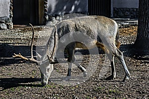 Pere David`s deer male 6