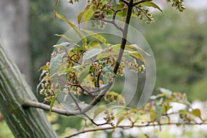 Pere Davids maple Acer davidii Serpentine, flowers