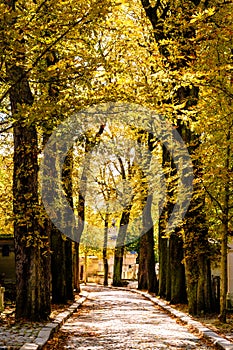 The Pere Lachaise cemetery in Paris during fall