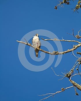 Peregrin Falcon photo