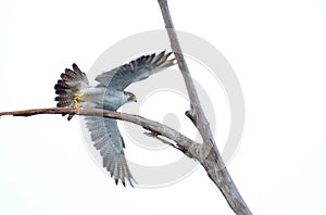 Peregrin Falcon above the sky photo