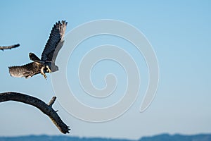 Peregrin Falcon in Flight photo