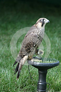 Peregrin Falcon on perch with wings open photo
