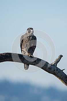 Peregrin Falcon Perched photo