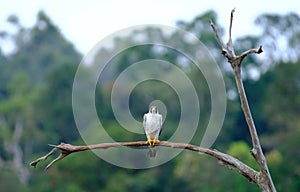 Look at Me, Peregrin Falcon on the tree branch is looking for victim photo