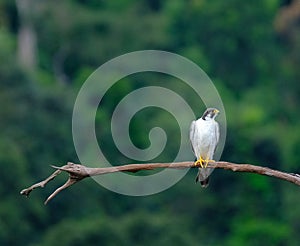 Peregrin Falcon on the tree branch is looking for victim photo