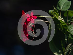 Peregrina flower Jatropha integerrima against green background.