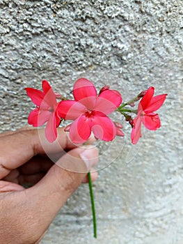 peregrina or jatropa, tiny bright red pregrina on my hand-stock photo