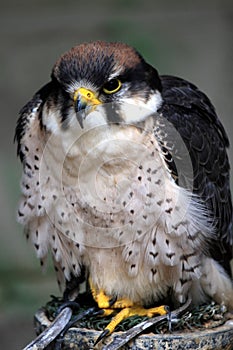 Peregrine (Falco peregrinus)