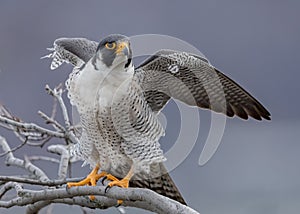 Peregrine Falcon