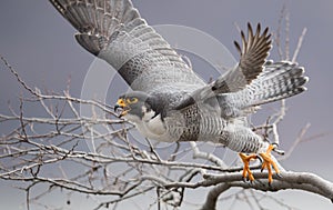 Peregrine Falcon